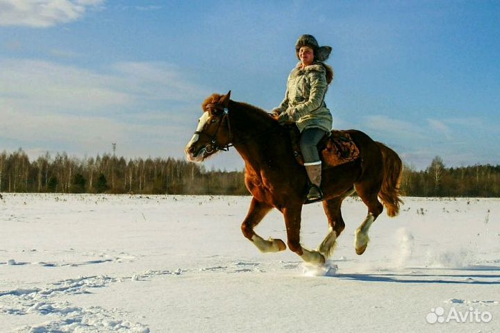 Лошади в аренду