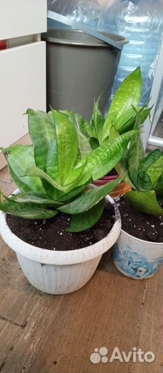 Сансивиерия