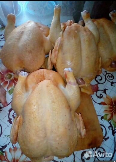 Мясо бройлера