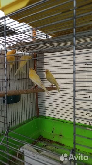 Кенара и канарейки