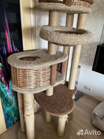 Кошачий комплекс