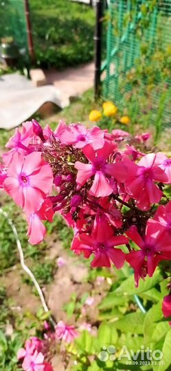 Хоста растение