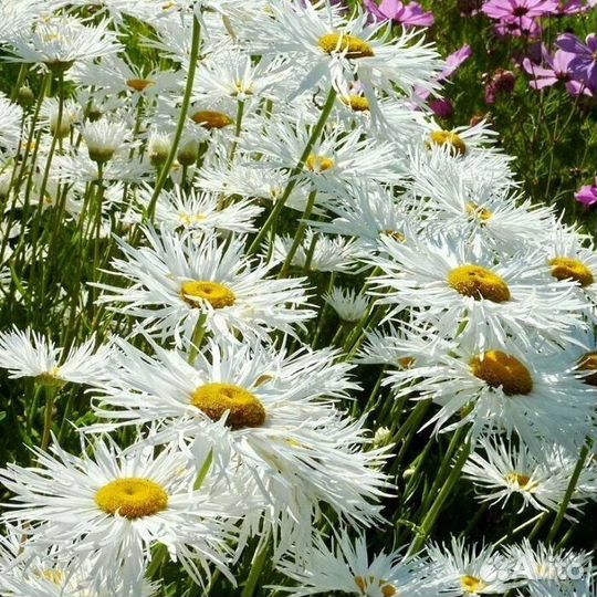 Цветы для сада