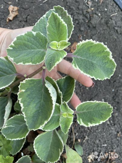 Комнатные растения редкие