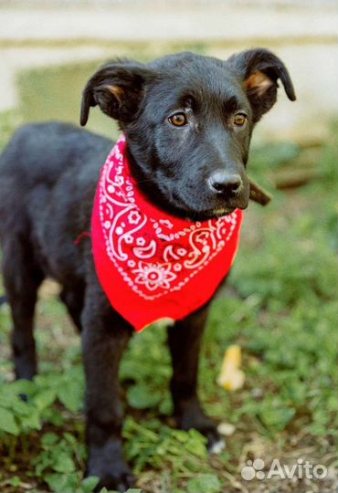 Щенок девочка интересный окрас
