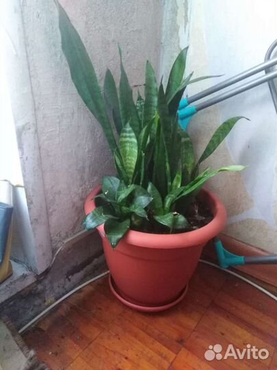 Сансевиерия