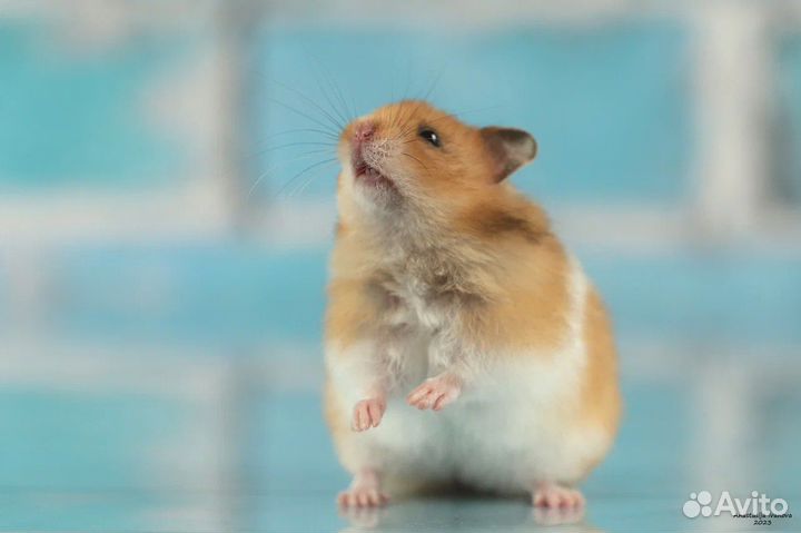 Сирийские Ангорские Хомяки Джунгарские Доставка