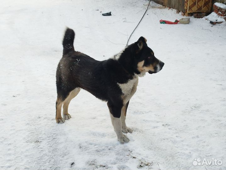 Вязка алабая,Кабель 1 год