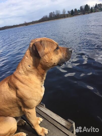 Питбультерьер вязка