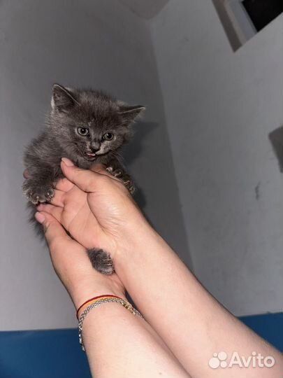 Котята кошки