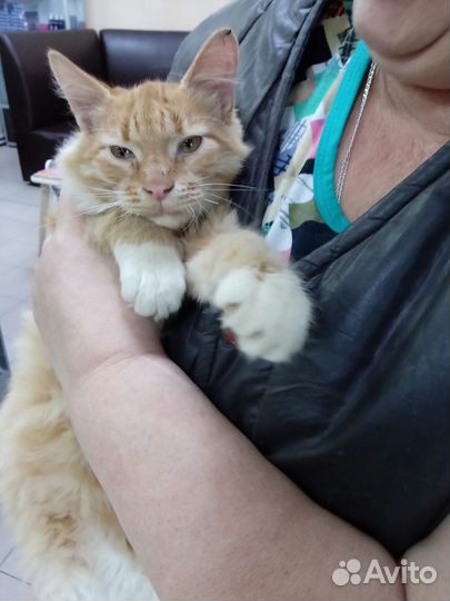 Кошки в добрые руки