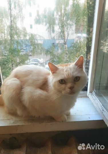 Британский кот в добрые руки