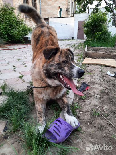 Кавказская овчарка