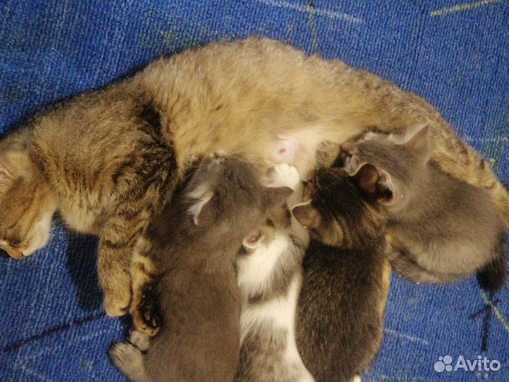 Кошки в добрые руки бесплатно