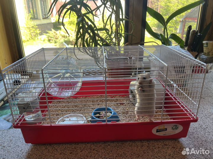 Сирийский хомяк с клеткой