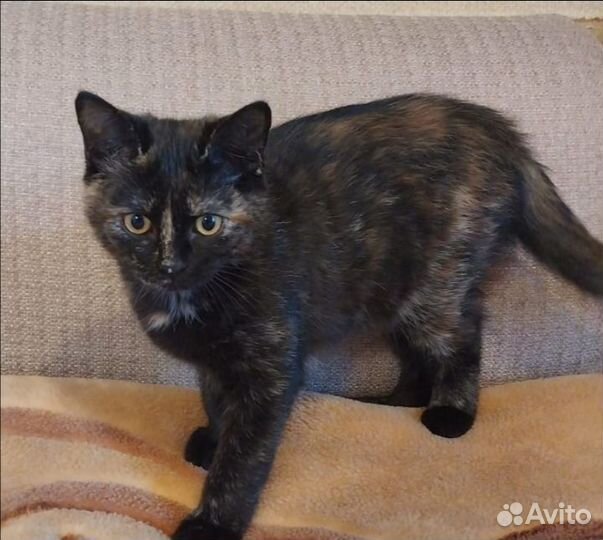 Котята от шотландской кошки в добрые руки