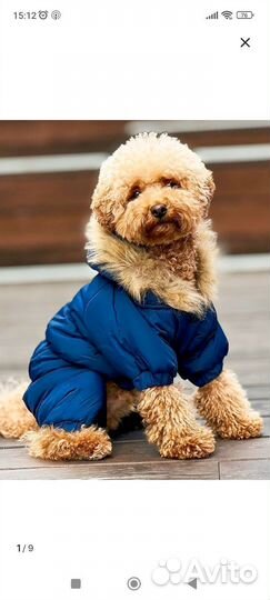 Комбинезон для собаки