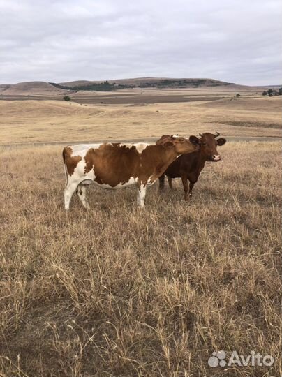 Продается дойная корова