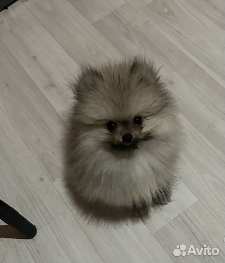 Шпиц Померанский