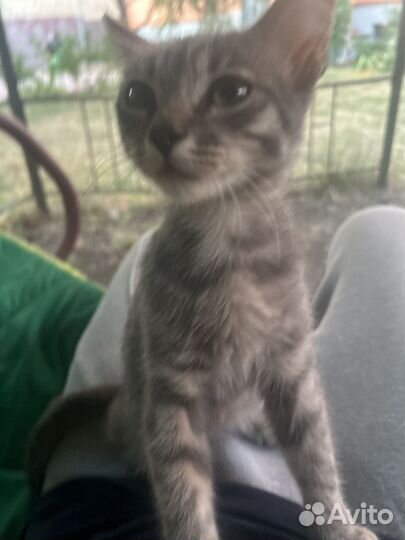 Котенок Александр