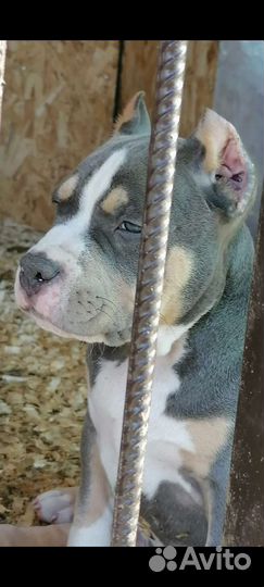 Американский булли покет/стандарт/XL