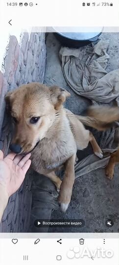 Собака, лапочка Персик