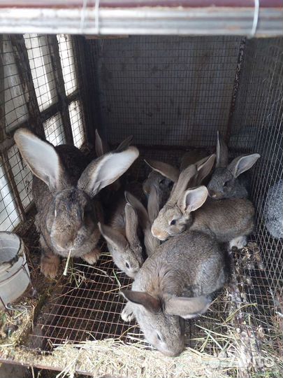 Кролики мясных пород, мясо кролика