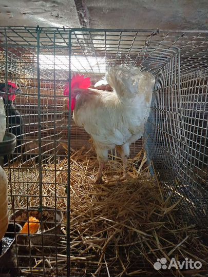 Молодые петушки