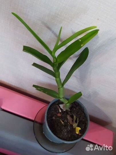 Орхидея дендробиум