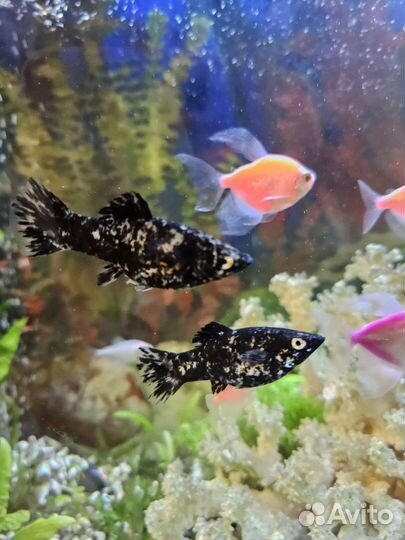 Рыба моллинезии