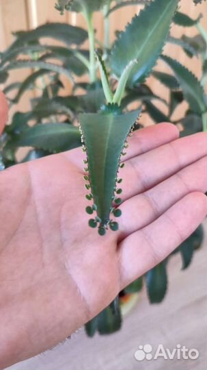 Калонхое 85 см с горшком