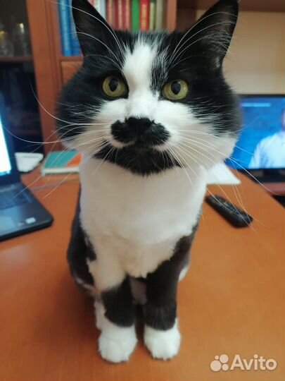 Котик в добрые руки