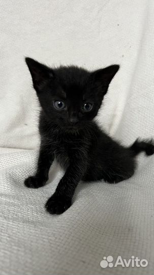 Котята в добрые руки даром