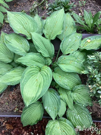 Хоста гиганские и голубая мини