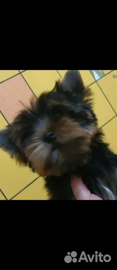 Йоркширский терьер