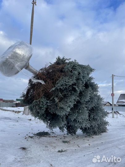 Ель Голубая колючая, крупномер