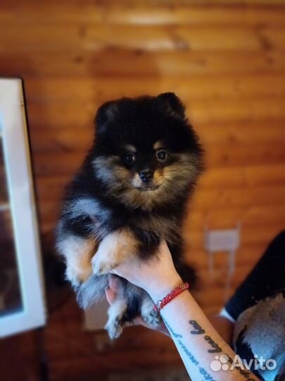 Померанский шпиц мини щенок