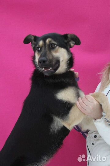 Добрая собака Рут из приюта в дар