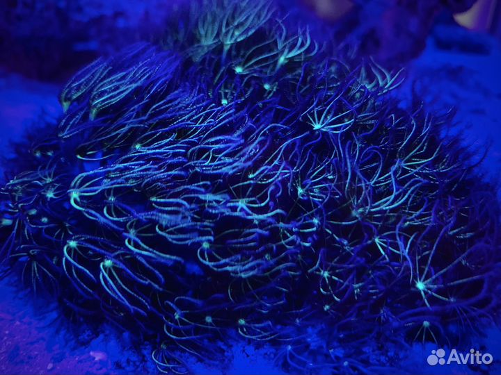 Живые кораллы, оборудование для морского аквариума