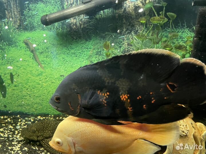 Астранотус пара