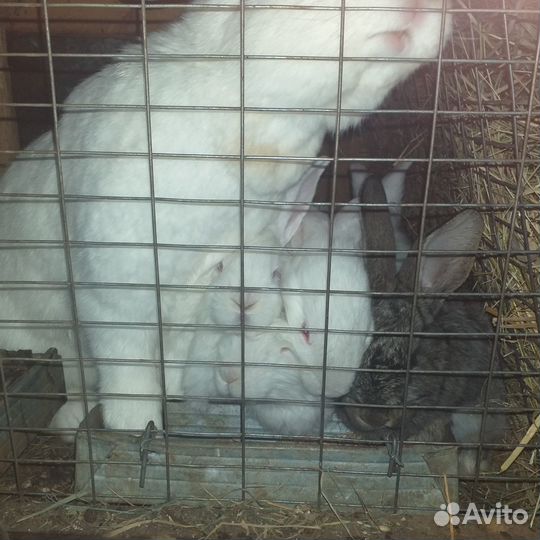 Продаются кролики