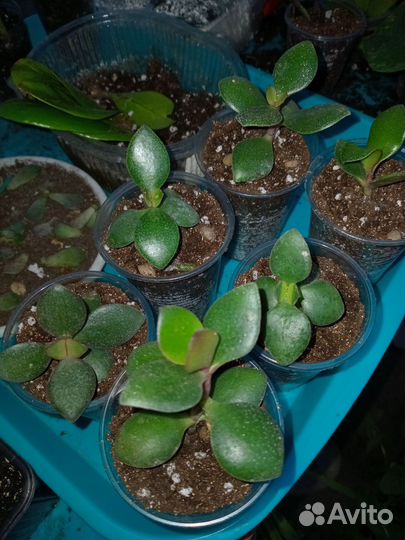 Крассула толстянка