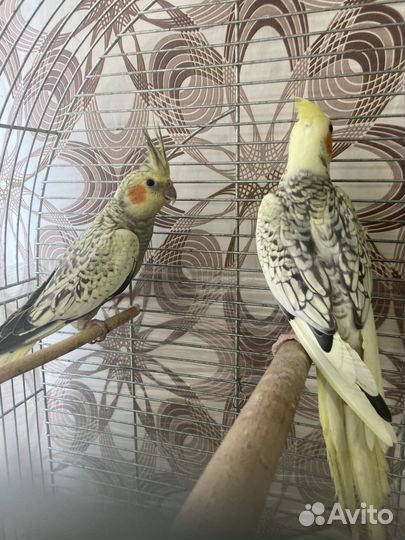 Попугай Корелла птенцы