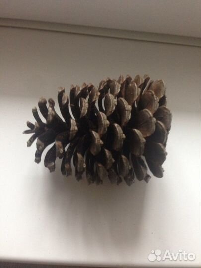 Шишка большая выс.10,диам.25 см, д/ декора,интерье