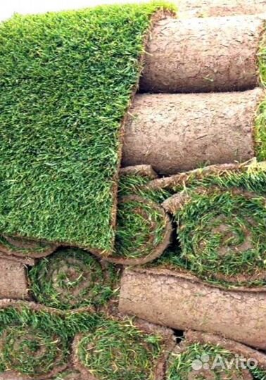 Рулонный газон