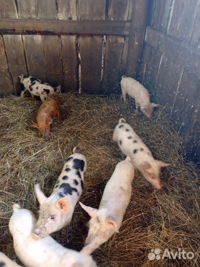 Поросята породы дюрок