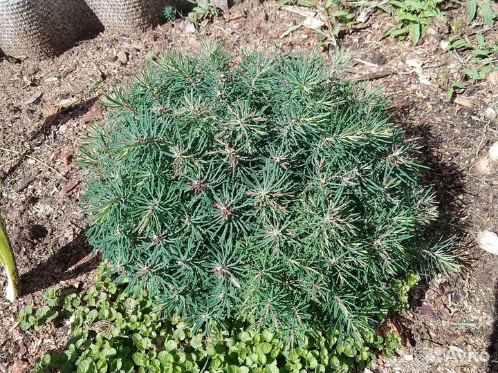 Почвопокровное