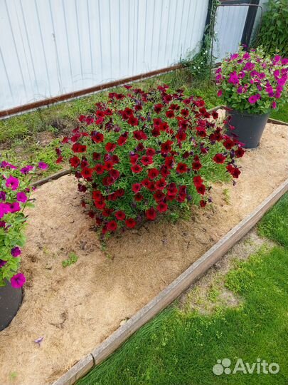 Петуния тайдал