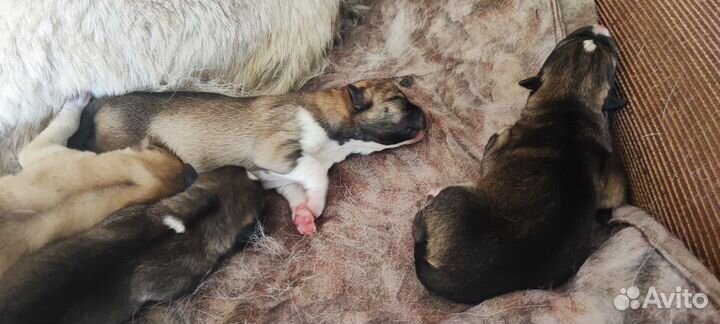 Щенки хаски