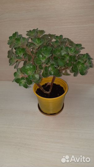 Аихризон дерево любви